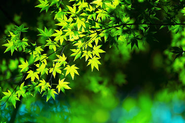 20 GREEN JAPANESE MAPLE Tree Ornamental Acer Palmatum Palmate Maple Yellow Fall Color Red Flower Seeds